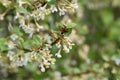 Cherry silverberry Elaeagnus multiflora inflorescence